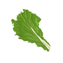 leafy